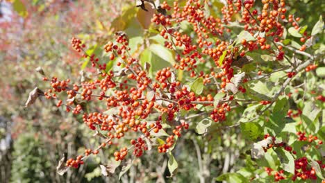 bayas rojas en el árbol soleado
