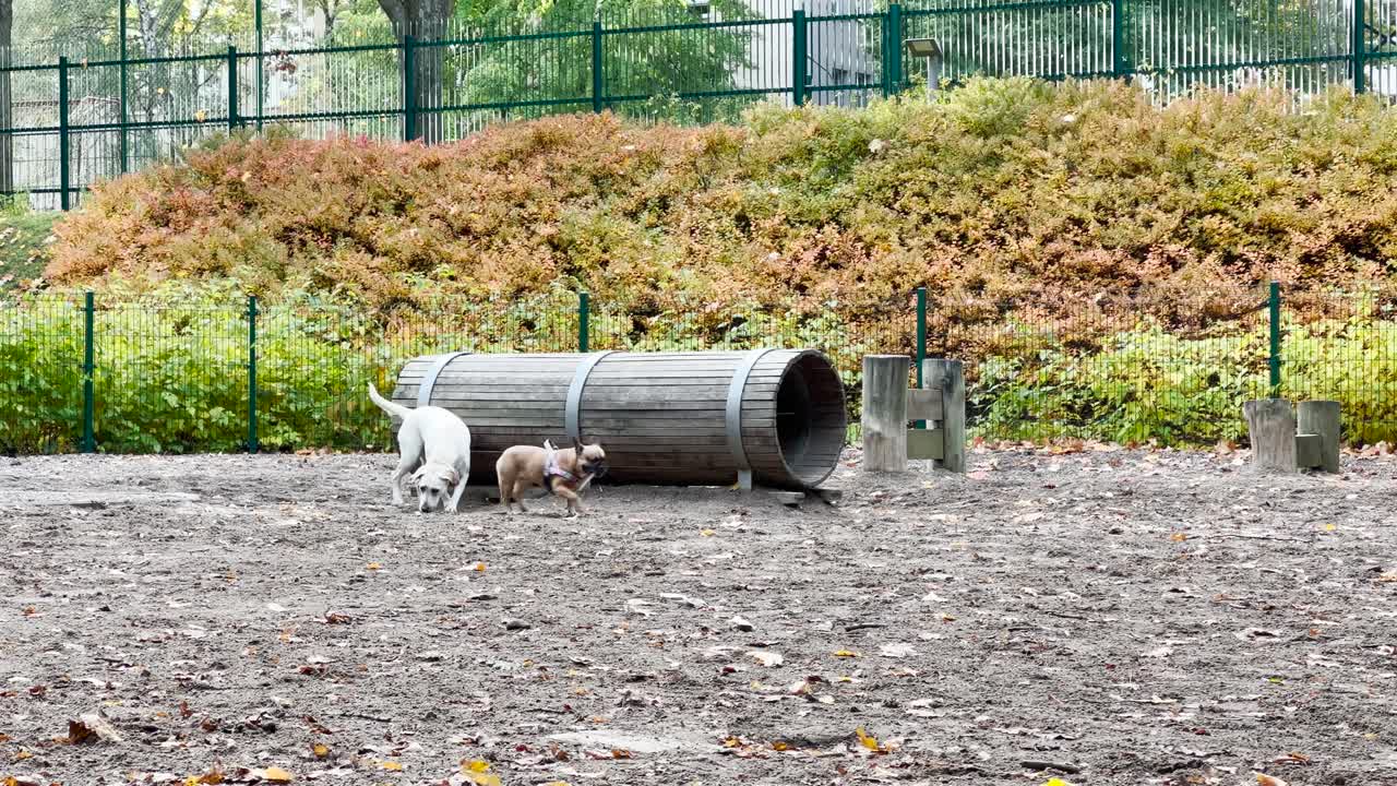 par de perros disfrutando del tiempo en el parque