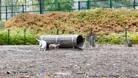 Par-De-Perros-Disfrutando-Del-Tiempo-En-El-Parque