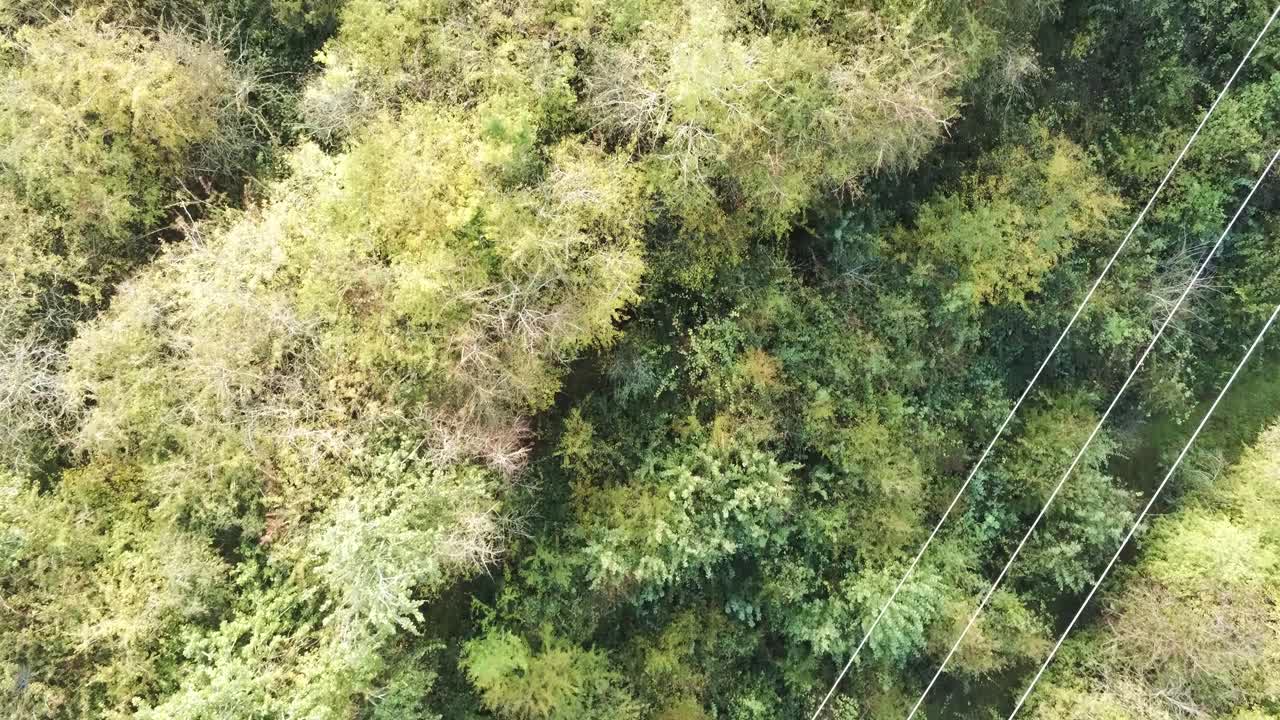 Birds eye aerial view above autumn woodland lush foliage flying over multi coloured treetop wilderness