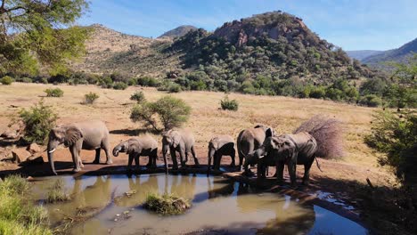 wild elephants at pilanesberg national park in north west south africa