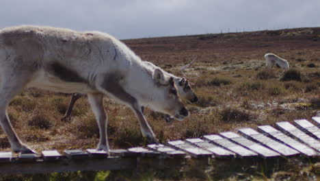 Close-up-tracking-shot-of-reindeer-walking-on-wooden-path