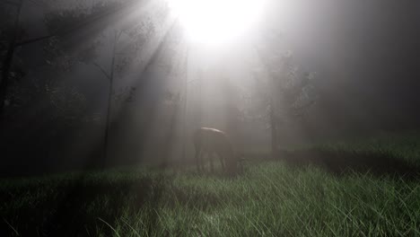 deer female in forest in fog