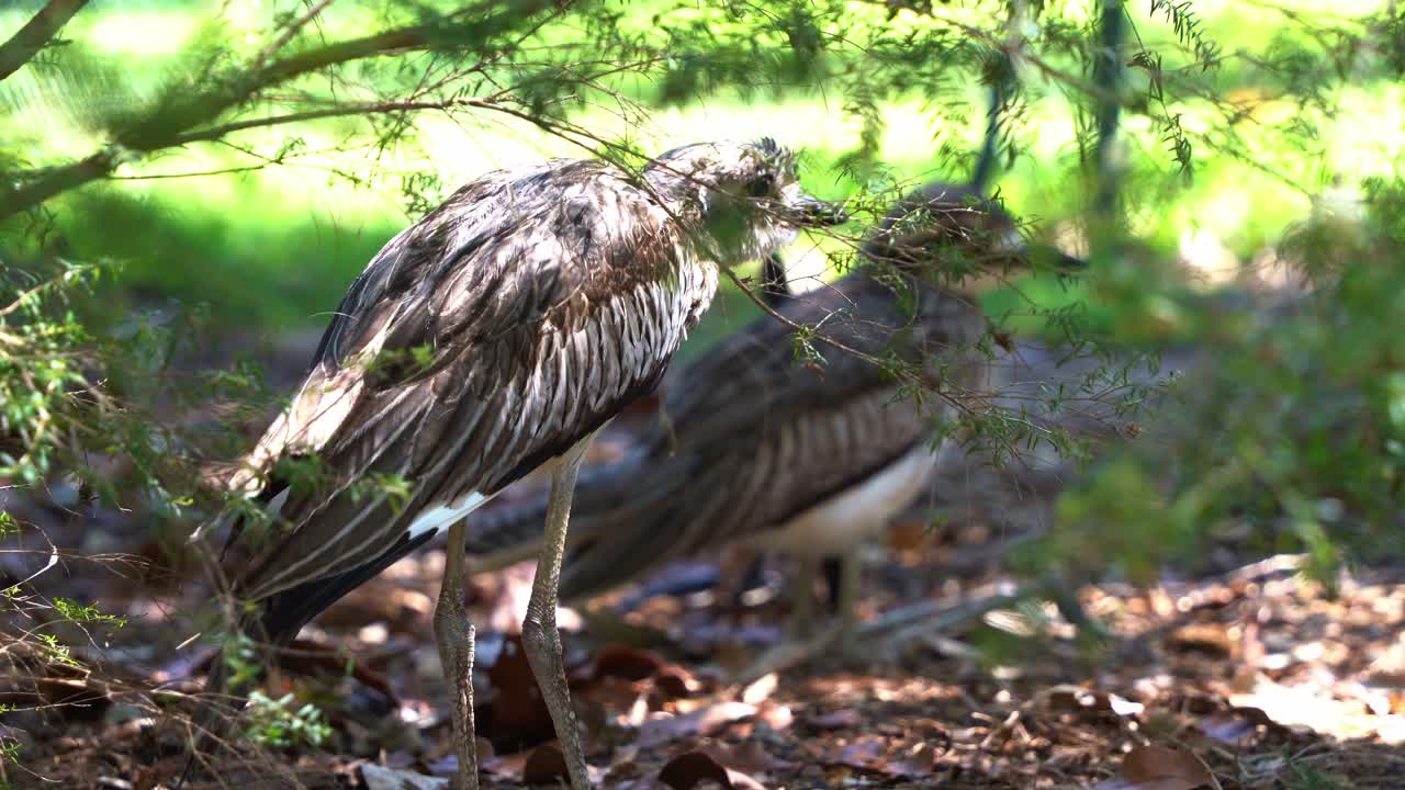 primer plano mirando a través de los follajes verdes, capturando dos especies de aves nocturnas, zarapito de arbusto, burhinus grallarius parado en el suelo del bosque, congelado e inmóvil a la sombra de los arbustos