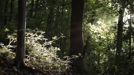 Sunshine-though--forest-canopy-wide-panning-shot