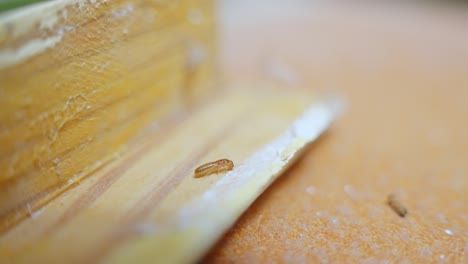termitas vivas comiendo partes de madera de la casa, vista de cerca