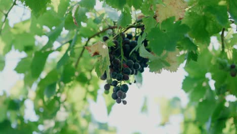 close-up of a grapevine with ripe dark purple grapes hanging, surrounded by bright green leaves