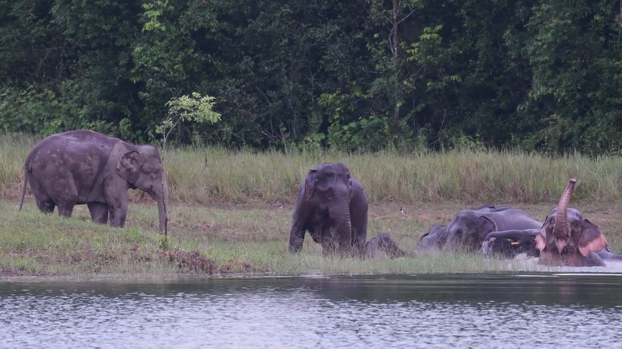 los elefantes asiáticos están en peligro y esta manada se divierte jugando y bañándose en un lago en el parque nacional khao yai