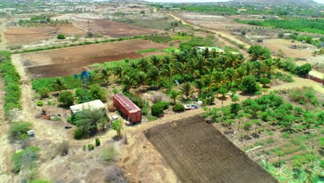 4k-cinematic-aerial-of-small-tropical-palm-tree-plantation-in-rural-area,-Caribbean