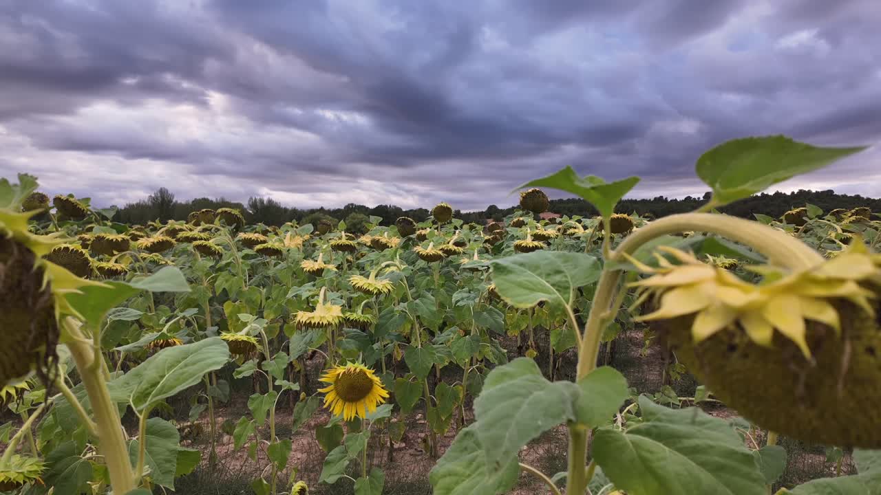Sunflowers Field Under a Dramatic Stormy Sky
