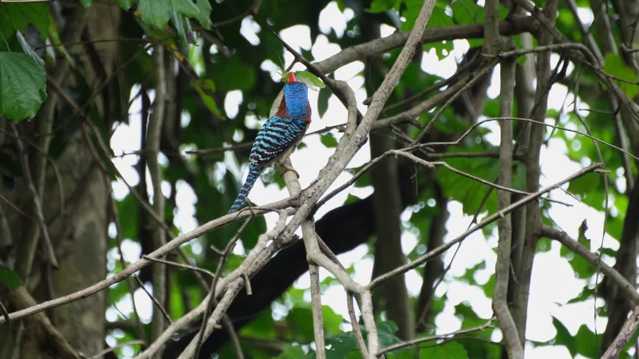 입에 곤충이 있는 등 뒤에서 본 다음 새 새끼에게 배달하기 위해 날아올라 줄무늬 킹피셔 레이스도 풀첼라, 남성, kaeng krachan 국립 공원, 태국