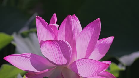 hermosas flores de loto rosadas en tokyo ueno