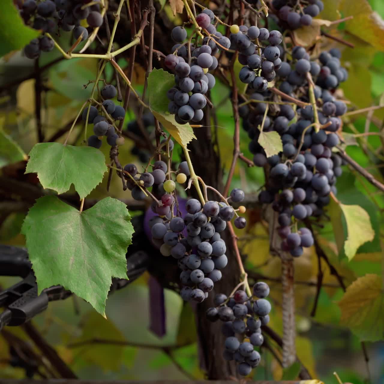 Harvesting grapes. Female hands plucking bunches of grapes from the vine tree. Harvest season of ripe grapes.