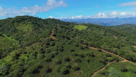 rancho arriba coffee plantation in dominican republic