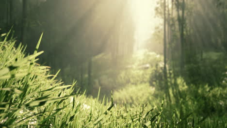 sunlight filtering through foggy forest