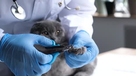 veterinarian trimming a cat's nails