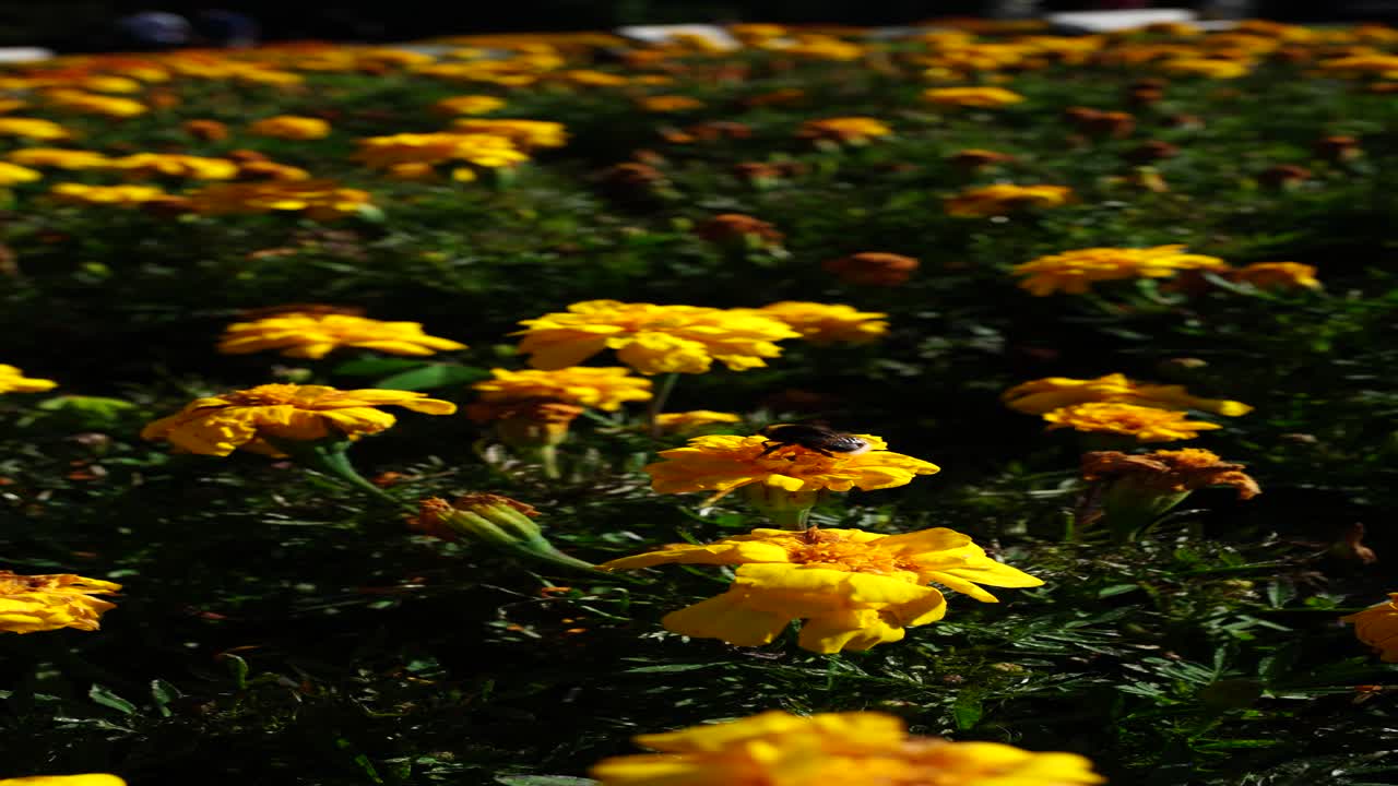 Ripresa verticale di un'ape che atterra su un brillante fiore di calendula dorato ad Albert Park, Auckland. Filmato macro ravvicinato della natura che evidenzia l'impollinazione e i vivaci fiori da giardino in un ambiente di parco soleggiato