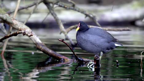 Nahaufnahme-Eines-Rotstirn-Blässhuhns,-Das-Auf-Einem-Ast-über-Einem-Teich-Hockt