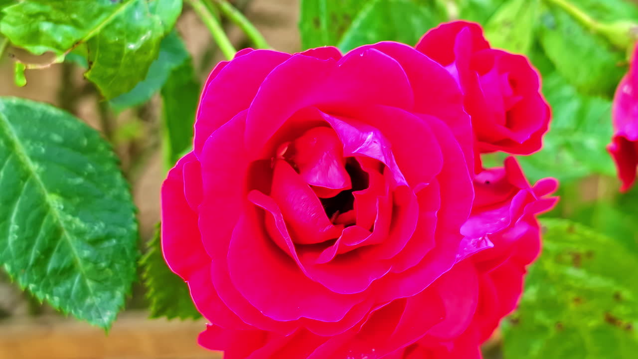 A macro close-up shot captures a fuzzy bumblebee as it crawls deep inside a vibrant pink rose to collect pollen, and then flies away