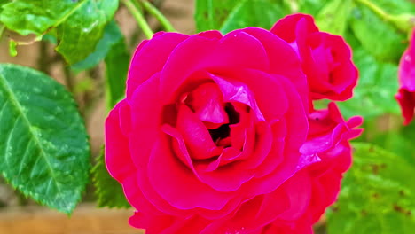 a macro close-up shot captures a fuzzy bumblebee as it crawls deep inside a vibrant pink rose to collect pollen, and then flies away