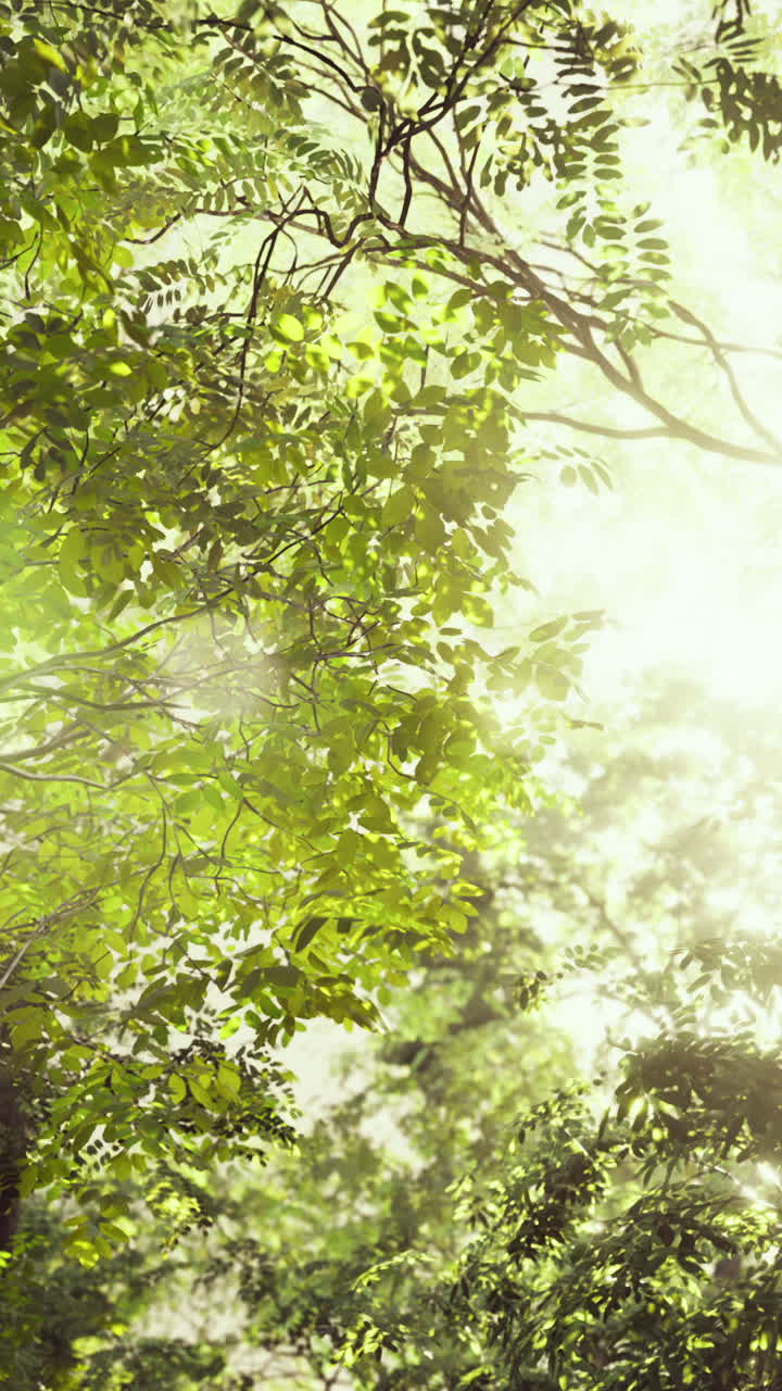 빛이 울창한 초록색 나무 지붕을 통해 필터링