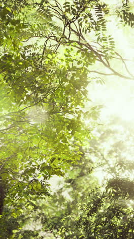 sunlight filtering through lush green tree canopy