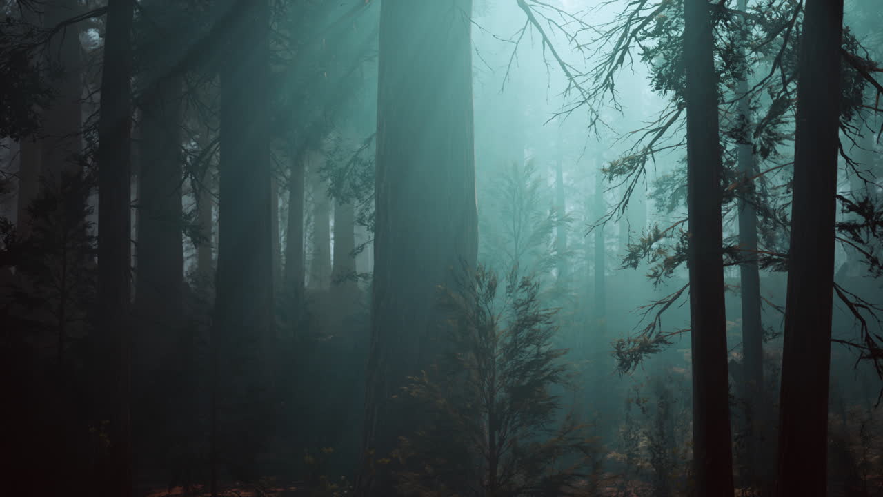 Sunlight Through Foggy Forest