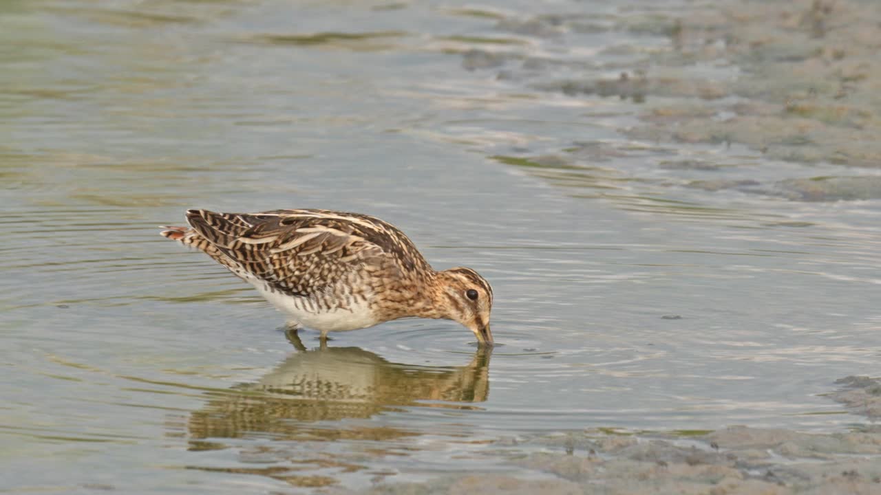 A common snipe is foraging at the river estuary