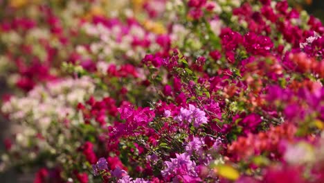 a colorful display of blooming bougainvillea flowers.