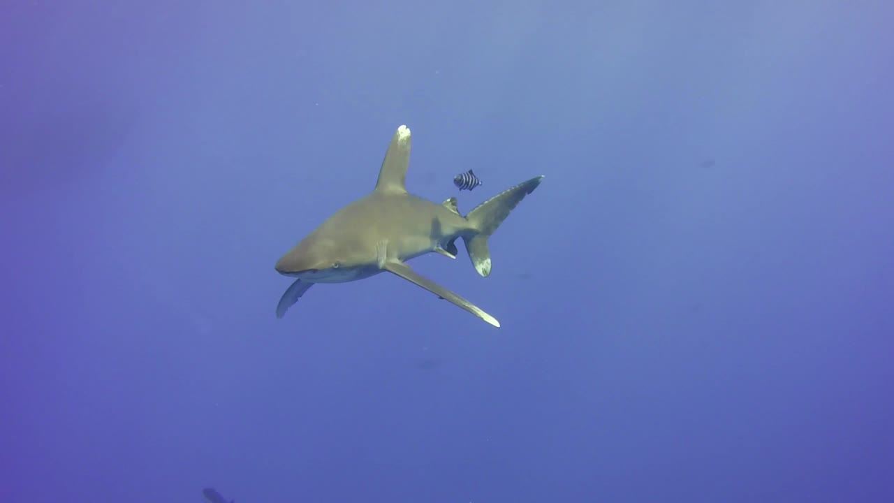 tiburón oceánico de punta blanca nadando en agua azul clara egipto