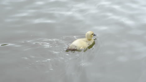 Pequeño-Patito-Amarillo-Nadando-Solo-En-Un-Lago-Verdoso-Filmado-En-Cámara-Lenta-4k-120fps