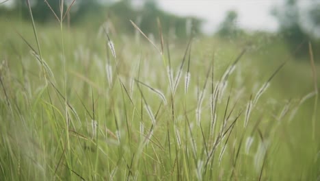 un primer plano de hojas de hierba natural de sewan en un campo, una hierba verde nativa de la india que prospera en climas cálidos y áridos, india
