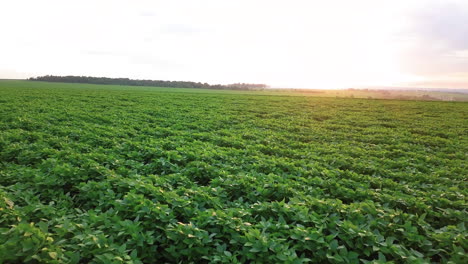 4K-Luftaufnahme-Eines-Plantagenfeldes-In-Brasilien-Am-Morgen-Mit-Sonnenlicht