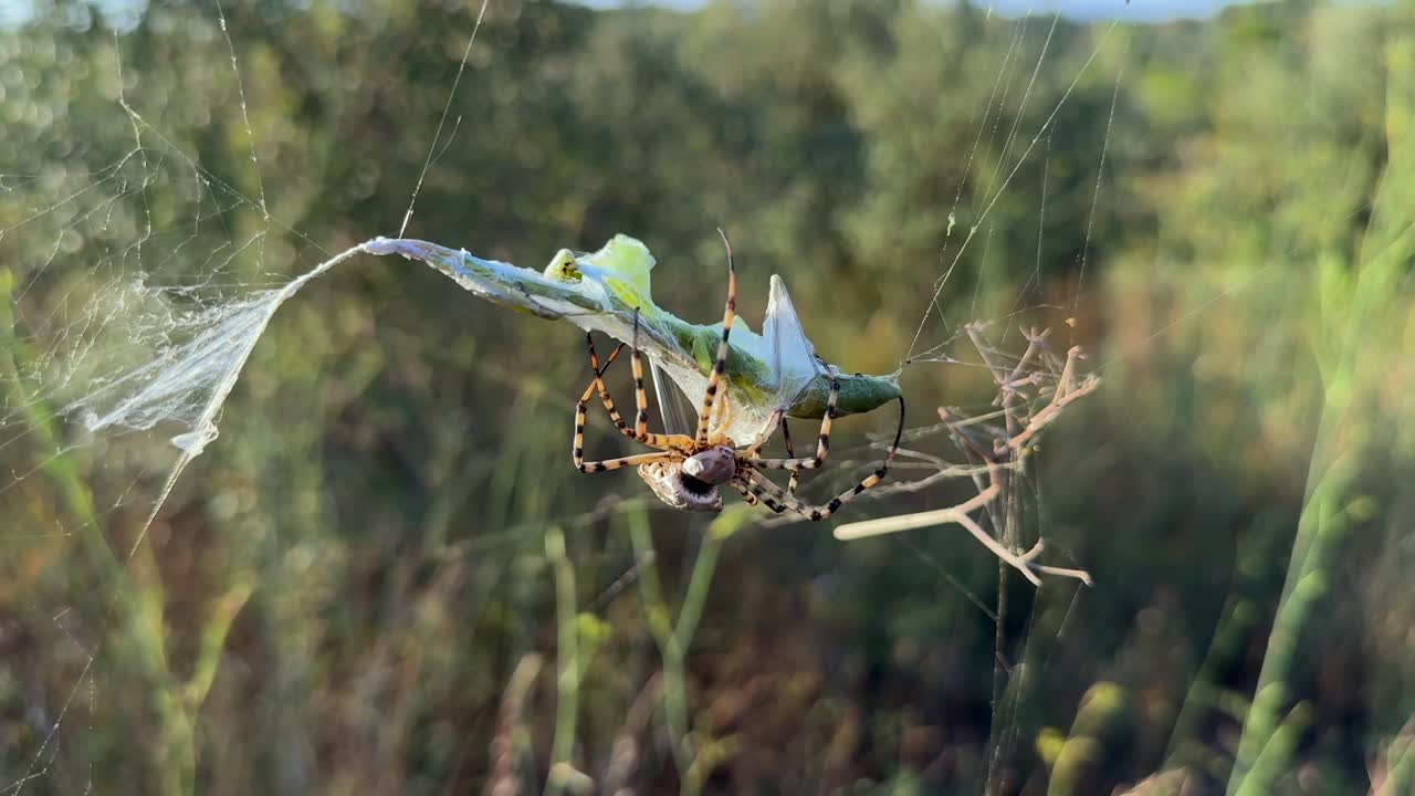 Close-up view of a Tiger Spider wrapping with its silk a still alive green color praying mantis with its silk, in a mediterranean landscape, at the golden hour. 4K