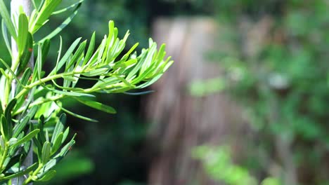 close-up of podocarpus costalis plant in garden