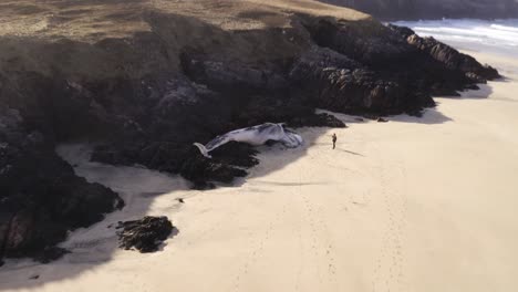 Drone-shot-of-a-fin-whale-carcass-being-inspected-by-a-passer-by