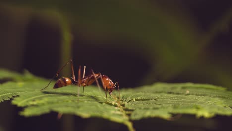 red army ant trying to cut a leaf with its wide mandibles testing it out