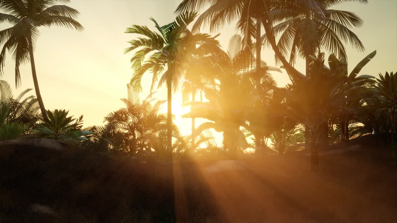 los rayos del atardecer a través de las palmeras