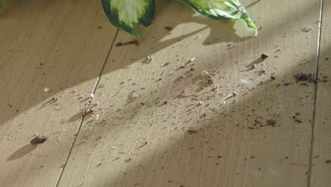 close-up of a vacuum cleaner cleaning a wood floor with dirt and dust