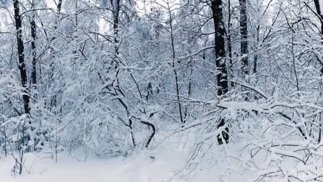 Verschneite-Äste-Im-Wald.-Wintermärchen-Hintergrund