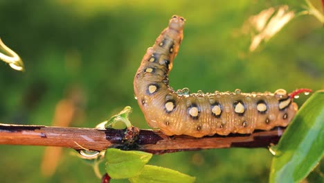 Caterpillar-Bedstraw-Hawk-Moth-crawls-on-a-branch-during-the-rain.-Caterpillar-(Hyles-gallii)-the-bedstraw-hawk-moth-or-galium-sphinx,-is-a-moth-of-the-family-Sphingidae.