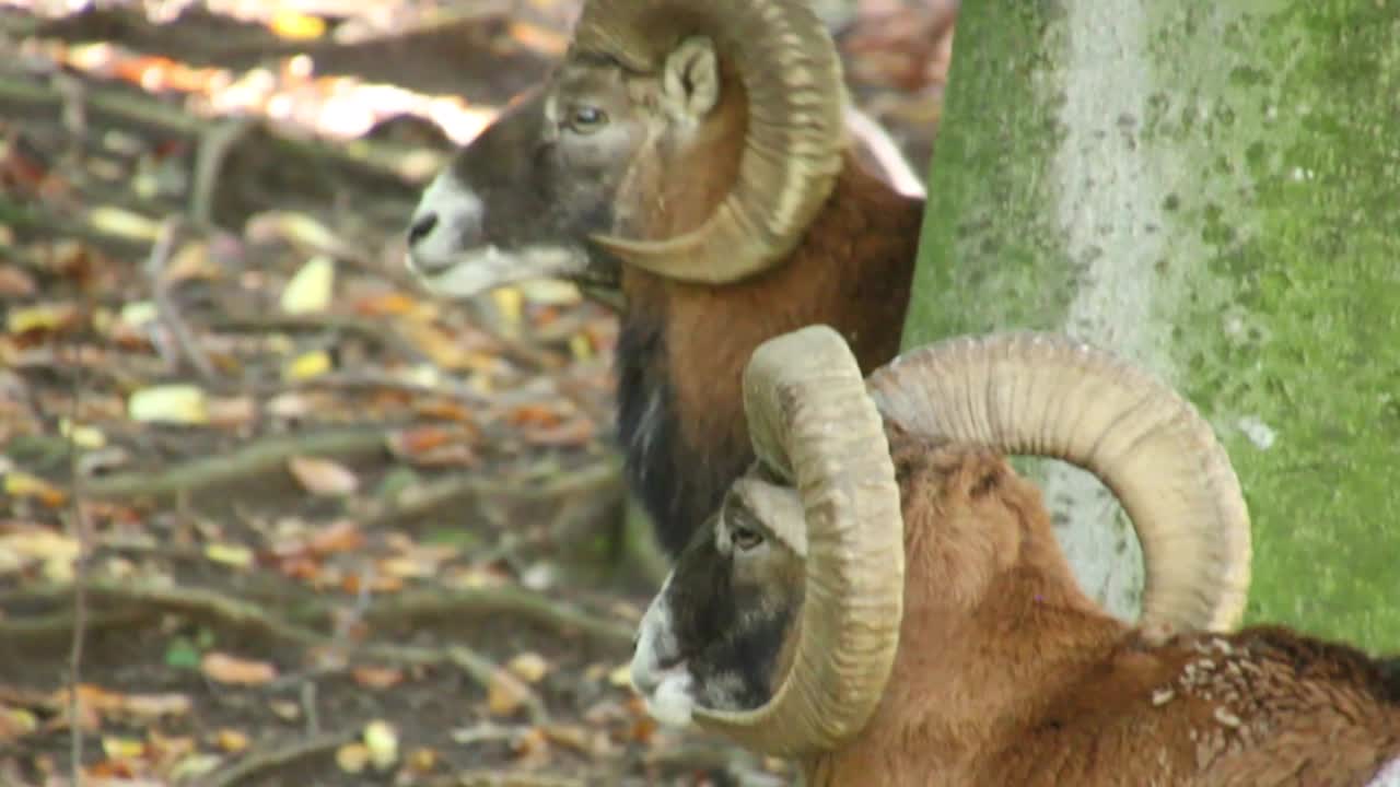 dos muflones masticando comida en el bosque al lado del árbol