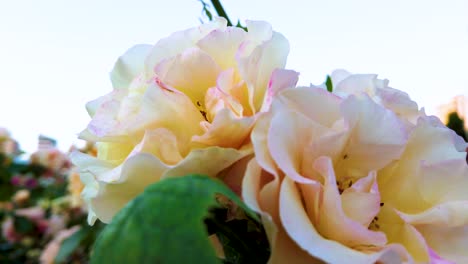 slow motion:white roses in the garden at sunset