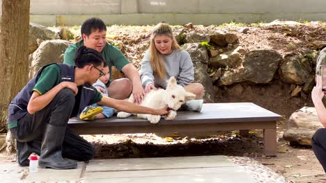 family enjoys playful moments with lion cubs