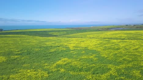 Aerial-shot,-beautiful-view-of-yellow-flowers-on-Highway-1,-California-coast