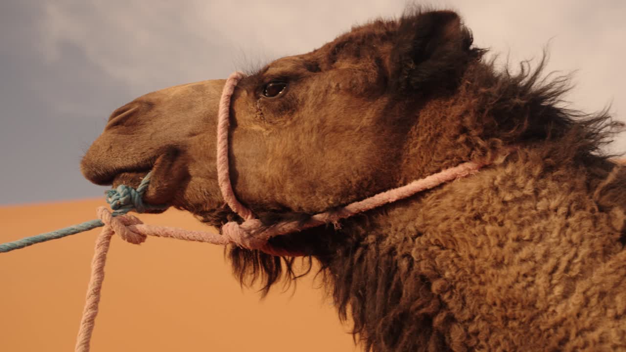 A saddled dromedary camel stands against golden Sahara dunes under blue sky