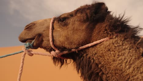 a saddled dromedary camel stands against golden sahara dunes under blue sky
