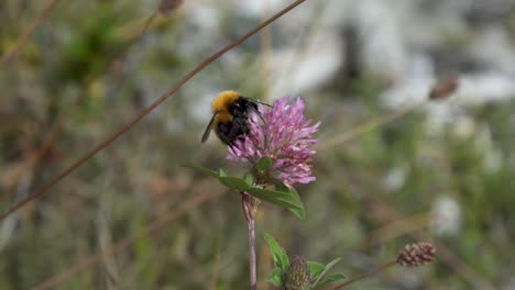 Una-Abeja-En-Patagonia-Trabajando-Para-Obtener-Néctar-De-Una-Flor