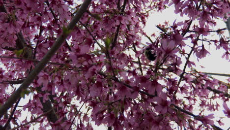flores de primavera en flor