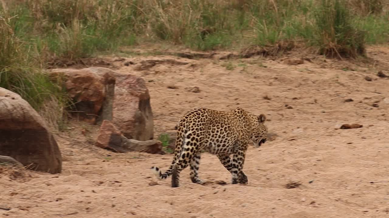 vista trasera de un leopardo macho caminando por el lecho seco del río y desapareciendo en un pequeño pozo de agua creado por elefantes